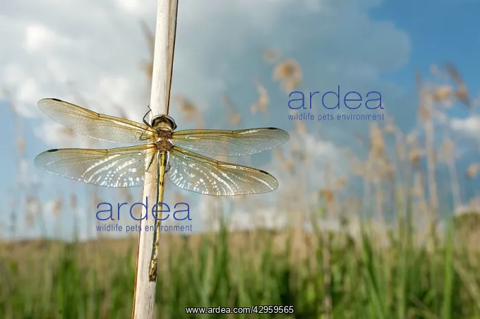 : Orange-spotted emerald Dragonfly - teneral male in habitat : Orange-spotted emerald Dragonfly - teneral male in habitat