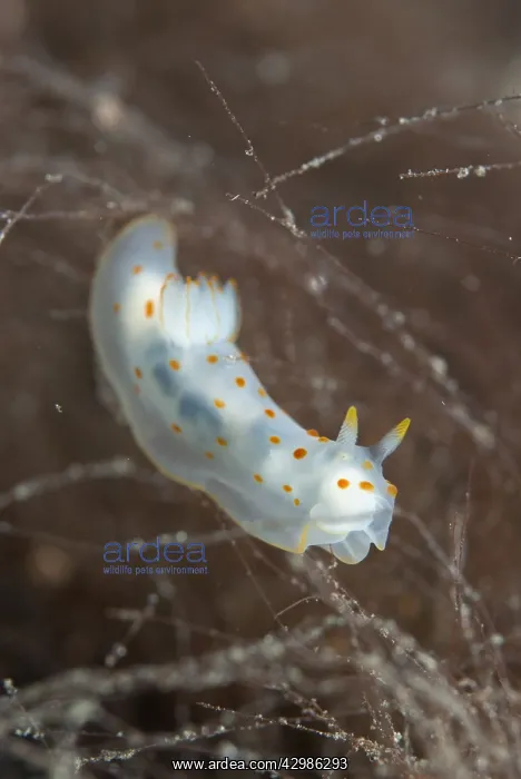 : Orange-Spotted Gymnodoris Nudibranch - Mutiny : Orange-Spotted Gymnodoris Nudibranch - Mutiny