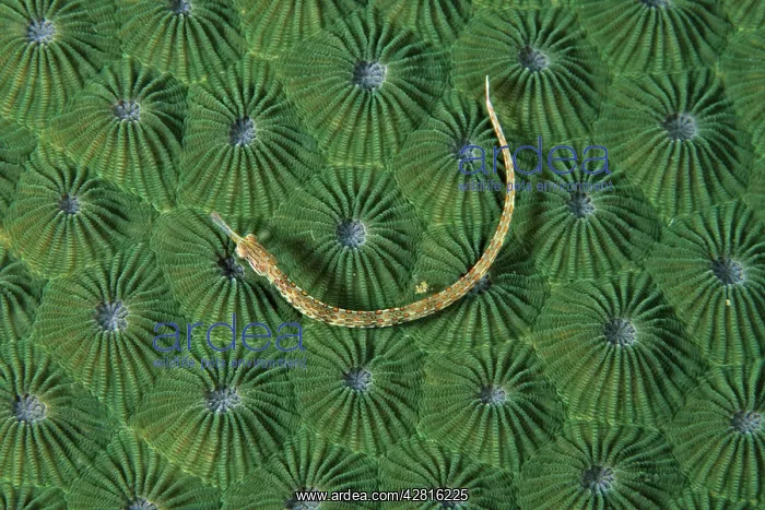 : Orange-spotted pipefish, Corythoichthys ocellatus, on hard c : Orange-spotted pipefish, Corythoichthys ocellatus, on hard c