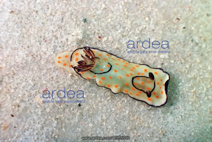 : Orange spotted sea slug : Orange spotted sea slug