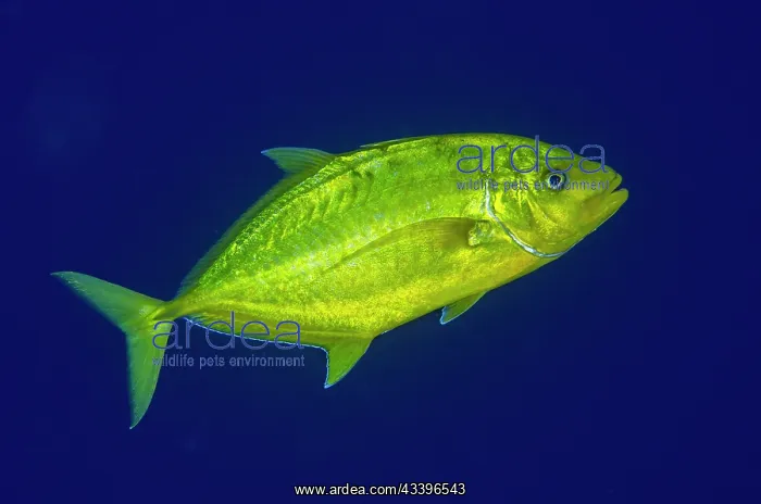 : Orange-spotted Trevally : Orange-spotted Trevally