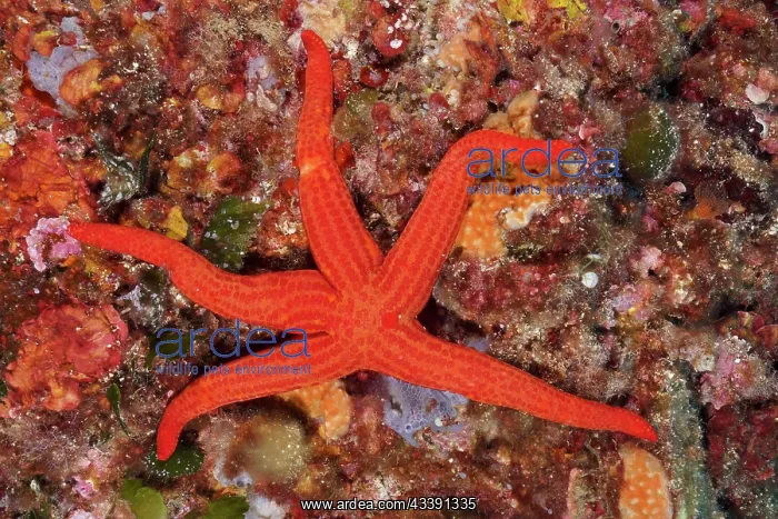: Orange starfish (Hacelia attenuata) in the Mediterranean : Orange starfish (Hacelia attenuata) in the Mediterranean