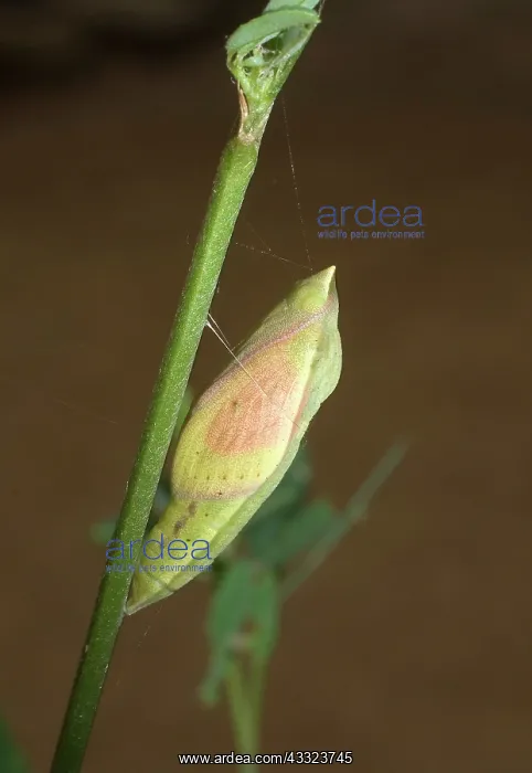 : Orange Sulfur Butterfly chrysalis : Orange Sulfur Butterfly chrysalis