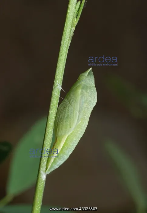 : Orange Sulfur Butterfly chrysalis : Orange Sulfur Butterfly chrysalis
