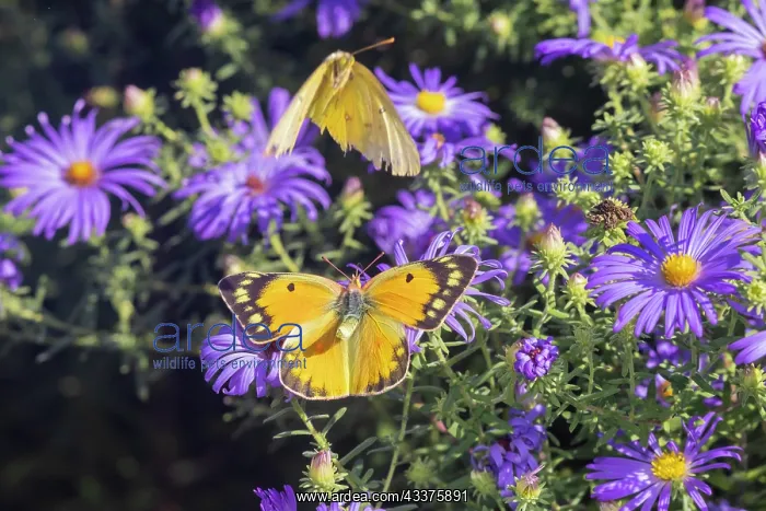 : Orange Sulphur female and male courtship on Frikart's Aster : Orange Sulphur female and male courtship on Frikart's Aster