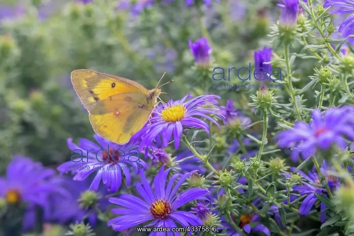 : Orange Sulphur on Frikart's Aster : Orange Sulphur on Frikart's Aster
