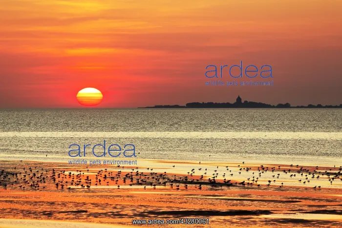 : Orange sunset over the North Sea, Neuwerk Island : Orange sunset over the North Sea, Neuwerk Island