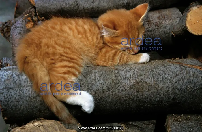 : Orange tabby kitten sleeping on a woodpile jungkatze : Orange tabby kitten sleeping on a woodpile jungkatze
