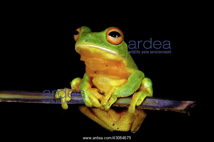 : Orange-thighed Frog (Litoria xanthomera) : Orange-thighed Frog (Litoria xanthomera)