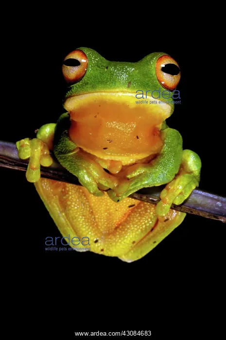 : Orange-thighed Frog (Litoria xanthomera) : Orange-thighed Frog (Litoria xanthomera)