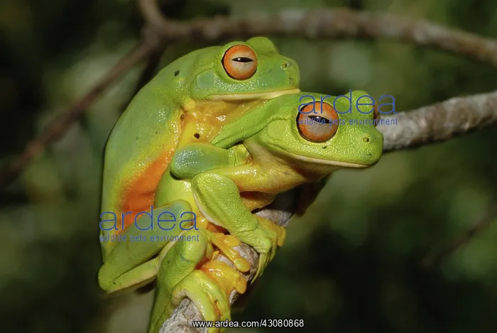 : Orange Thighed Tree Frogs Mating : Orange Thighed Tree Frogs Mating
