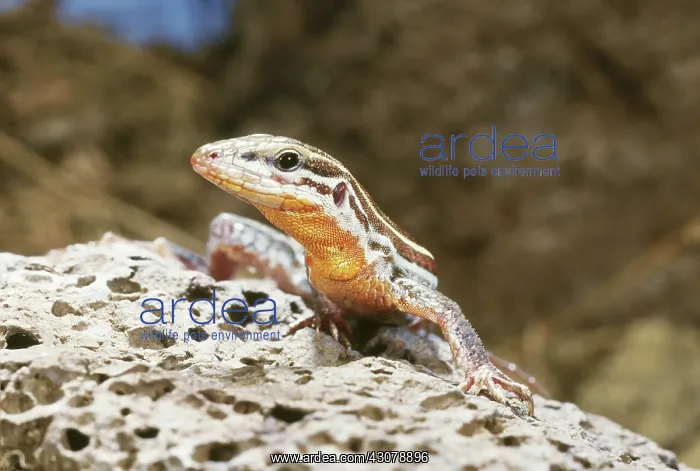 : Orange-throated Whiptail Lizard : Orange-throated Whiptail Lizard