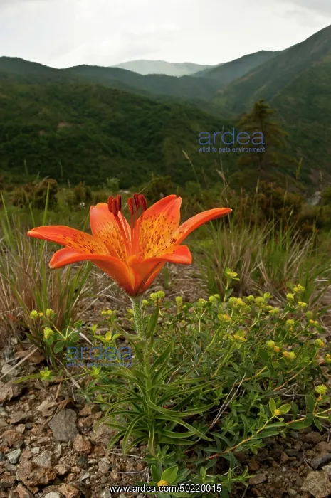 : Orange or Tiger Lily (Lilium bulbiferum) growing in habitat, Liguria, Italy : Orange or Tiger Lily (Lilium bulbiferum) growing in habitat, Liguria, Italy
