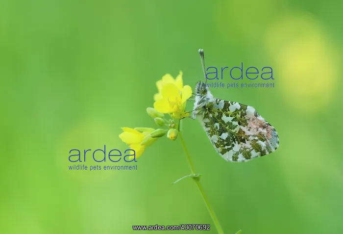 : Orange Tip : Orange Tip