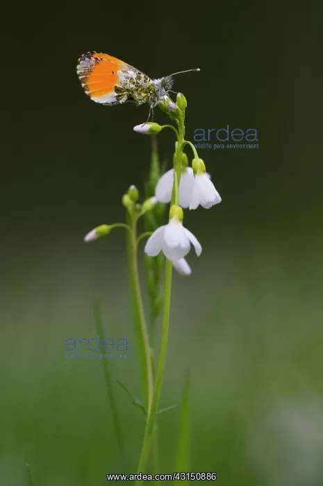 : Orange Tip : Orange Tip