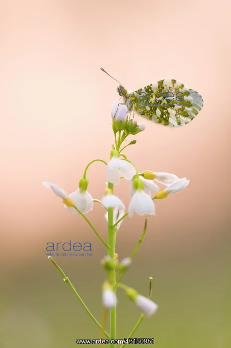 : Orange Tip : Orange Tip