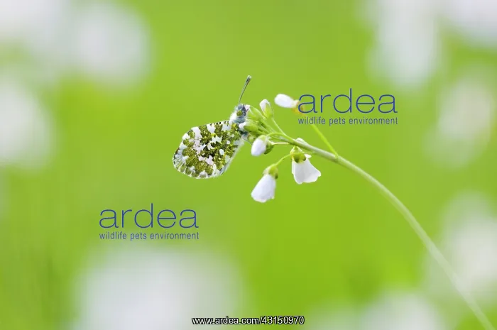 : Orange Tip : Orange Tip