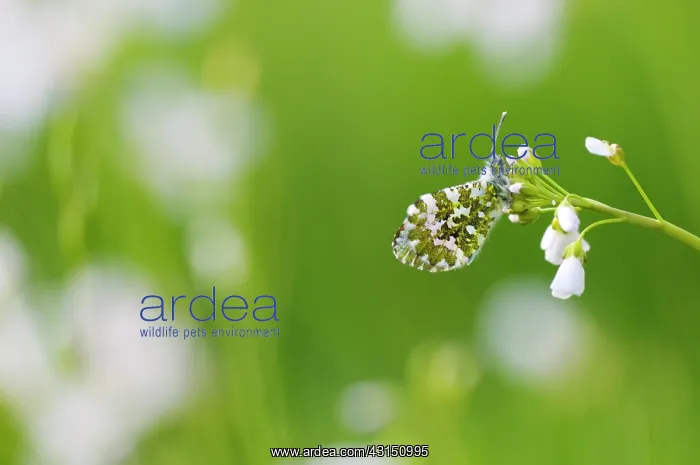 : Orange Tip : Orange Tip