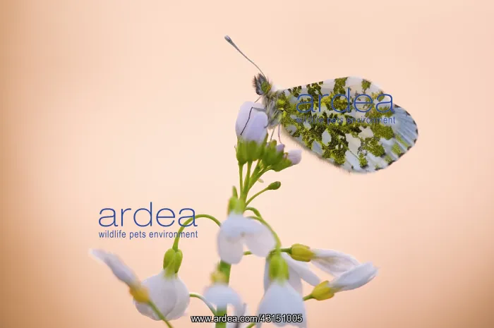 : Orange Tip : Orange Tip