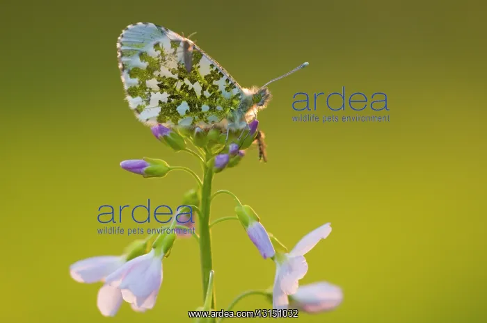 : Orange Tip : Orange Tip