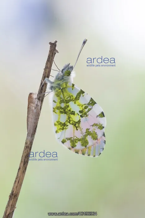 : Orange Tip : Orange Tip