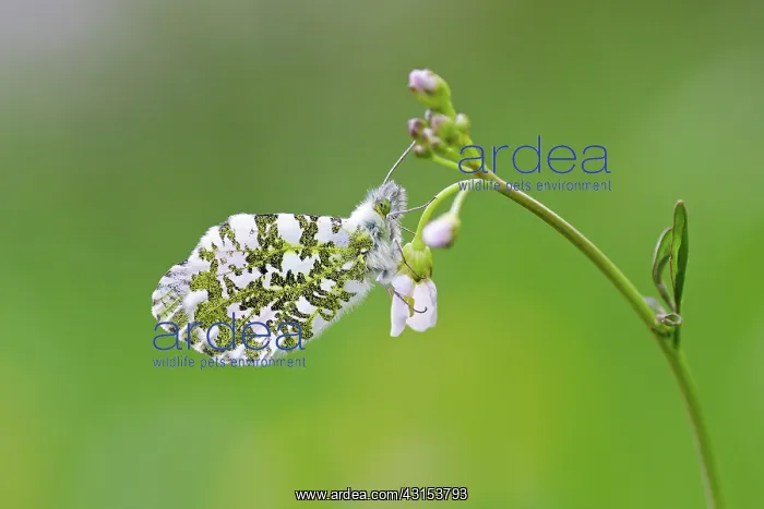 : Orange Tip : Orange Tip