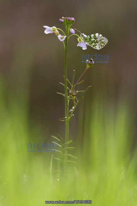: Orange Tip : Orange Tip