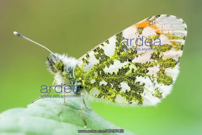 : Orange Tip : Orange Tip