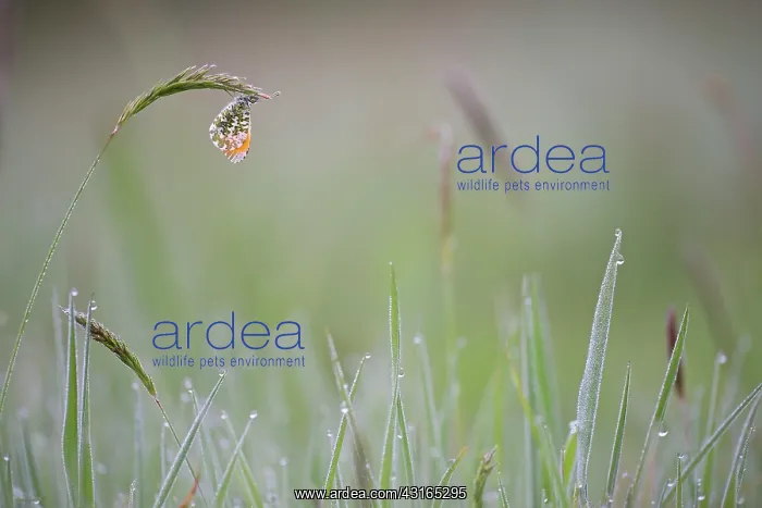 : Orange Tip : Orange Tip