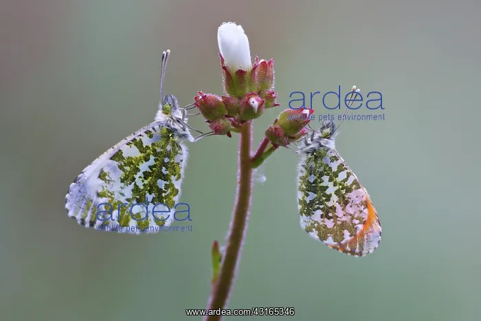 : Orange Tip : Orange Tip