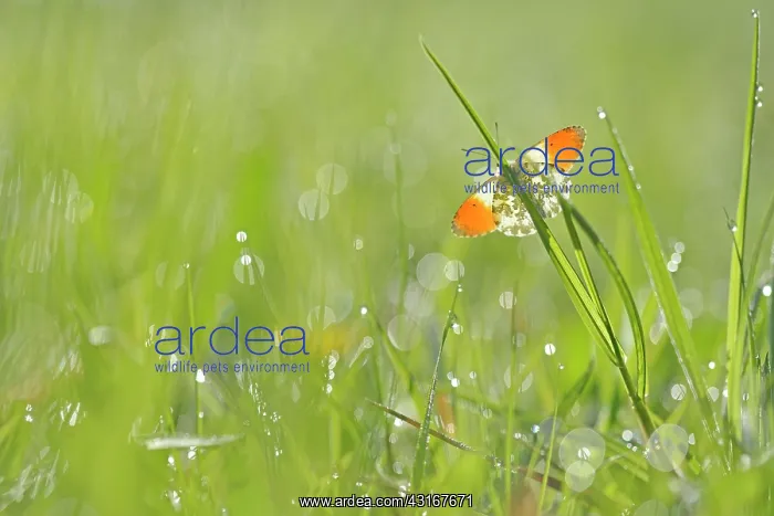 : Orange Tip : Orange Tip