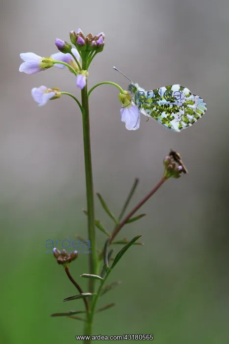 : Orange Tip : Orange Tip