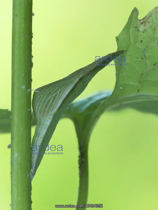 : Orange Tip : Orange Tip