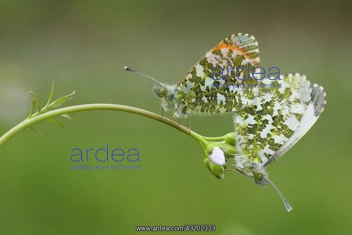 : Orange Tip : Orange Tip