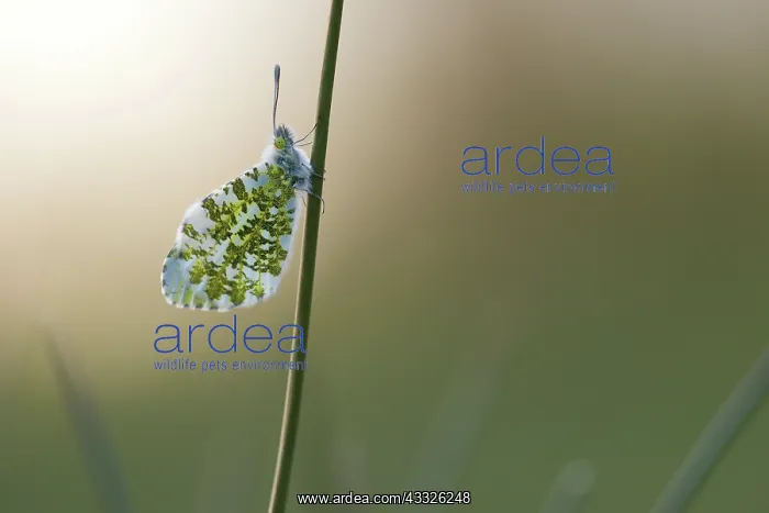 : Orange Tip : Orange Tip