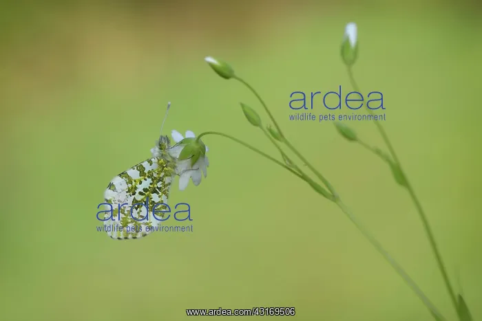 : orange tip (Anthocharis cardamines) : orange tip (Anthocharis cardamines)