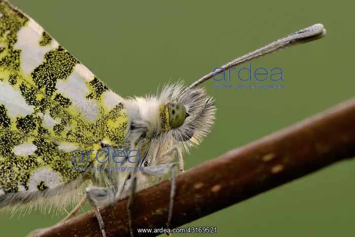  : Orange Tip (Anthocharis cardamines)