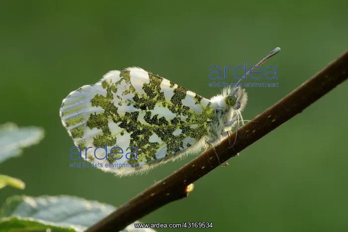 : orange tip (Anthocharis cardamines) : orange tip (Anthocharis cardamines)