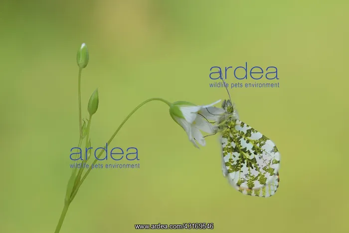 : orange tip (Anthocharis cardamines) : orange tip (Anthocharis cardamines)