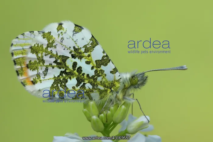: orange tip (Anthocharis cardamines) : orange tip (Anthocharis cardamines)