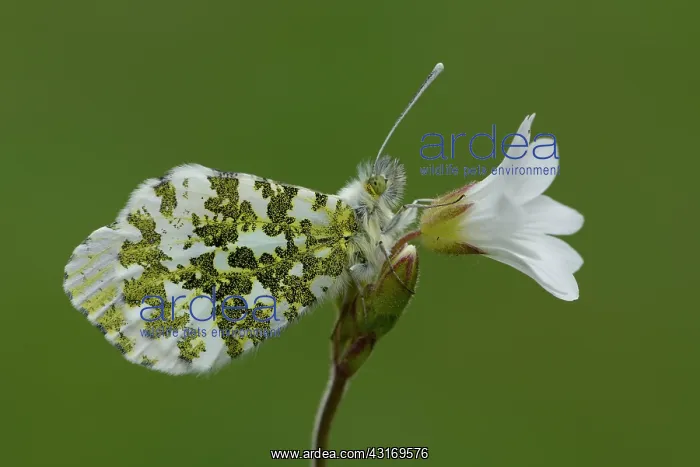 : orange tip (Anthocharis cardamines) : orange tip (Anthocharis cardamines)