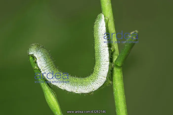 : Orange tip (Anthocharis cardamines) caterpillar : Orange tip (Anthocharis cardamines) caterpillar