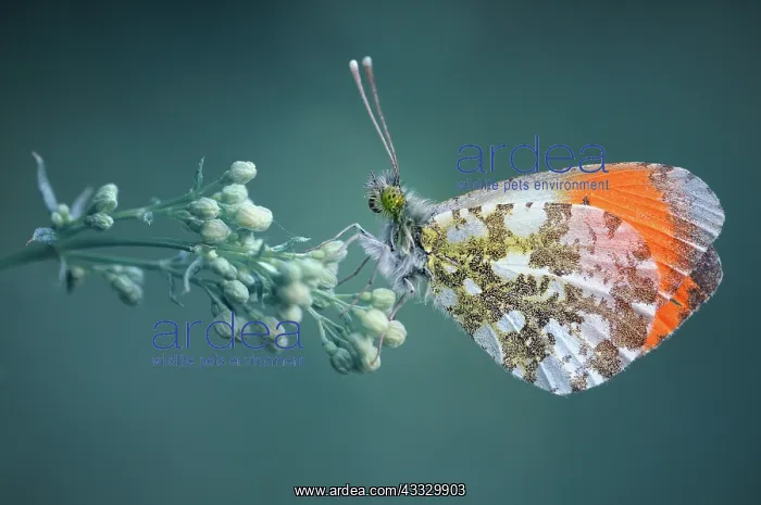 : Orange Tip (Anthocharis cardamines) on flower, France : Orange Tip (Anthocharis cardamines) on flower, France
