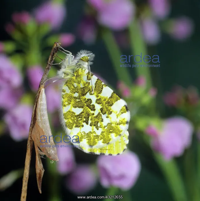 : Orange Tip (Anthocharis cardamines), hatching of : Orange Tip (Anthocharis cardamines), hatching of