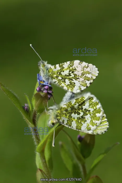 : Orange Tip Butterflies - mating on Forget-Me-Not : Orange Tip Butterflies - mating on Forget-Me-Not