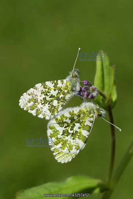 : Orange Tip Butterflies - mating on Forget-Me-Not : Orange Tip Butterflies - mating on Forget-Me-Not