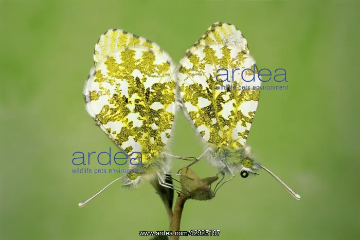 : Orange-Tip BUTTERFLIES - pair mating : Orange-Tip BUTTERFLIES - pair mating