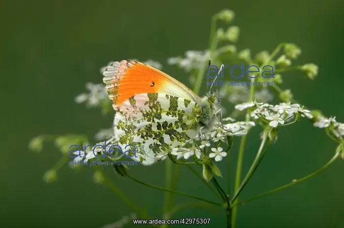 : Orange Tip Butterfly : Orange Tip Butterfly