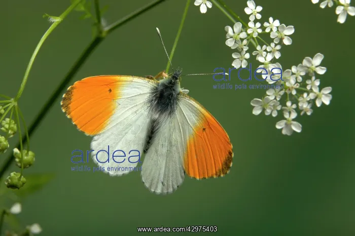 : Orange Tip Butterfly : Orange Tip Butterfly