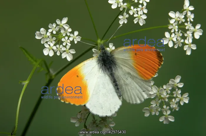 : Orange Tip Butterfly : Orange Tip Butterfly